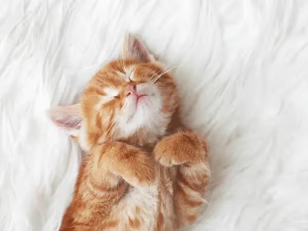 A healthy new kitten with comfortable bedding