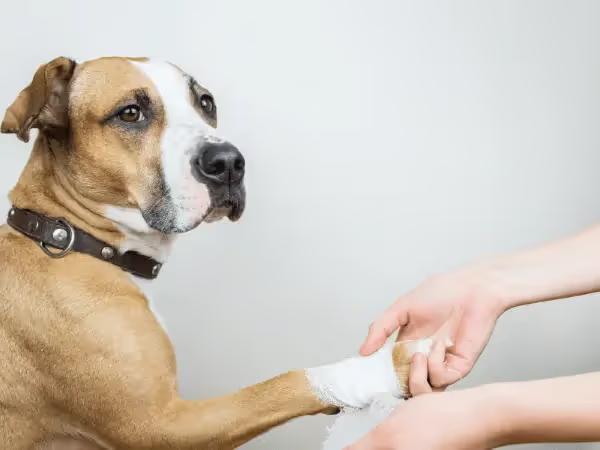 A dog getting a wound bandaged, representing dog wound care or dog wound care provided in a vet clinic