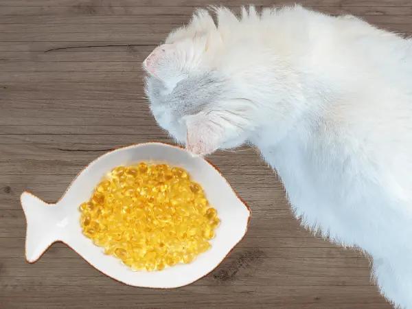 Top view of a cat looking at a bowl of fish oil for cats or omega-3 for cats