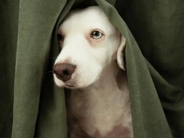 A hiding dog, representing fireworks anxiety in dogs