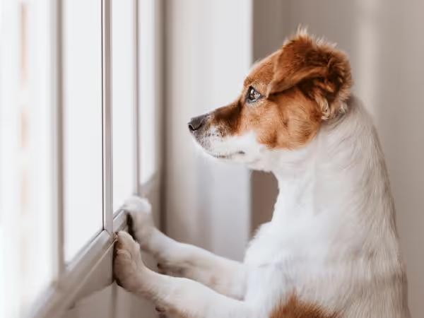 A dog vigilantly looking outside representing the dog pneumonia-linked respiratory illness in Colorado