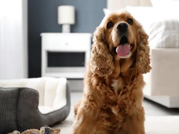 A photo of a dog in a hotel bed, representing the dog-friendly hotels in Colorado Springs