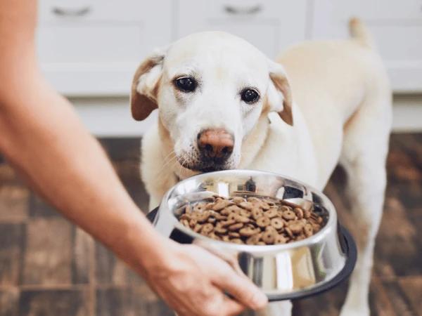 A pet parent feeding her dog a homemade diet