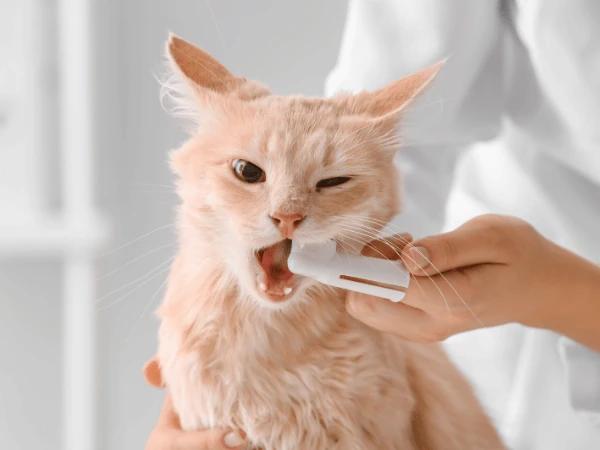 A person brushing a cat's teeth with a toothbrush