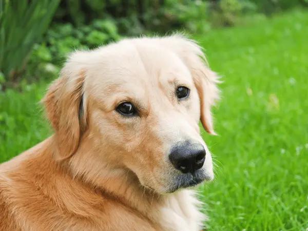 A photo of a Golden Retriever, one of the dog breeds prone to cancer, one of the reasons why a dog is losing weight
