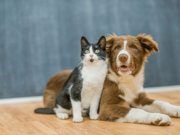 A dog and a cat being comfortable at home, representing pet summer tips to keep them comfortable during the warmer months