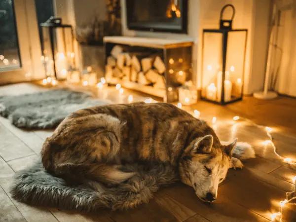  A dog sleeping comfortably on thick blankets that provide extra warmth, a vital provision for cold weather pet safety