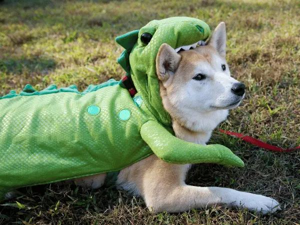An example of a Halloween costume for pets: a dog wearing an alligator or crocodile costume