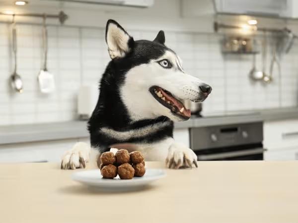 A husky looking at chicken & rice balls, a homemade dog treats recipe