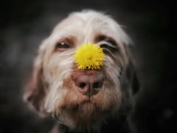 A dog with a flower on top of the nose, representing one of the reasons behind dogs sneezing a lot