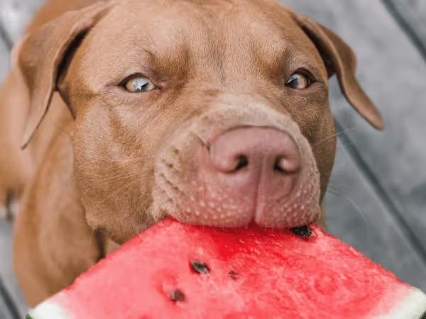 A dog eating a watermelon, one of the safest and healthiest fruits dogs can eat