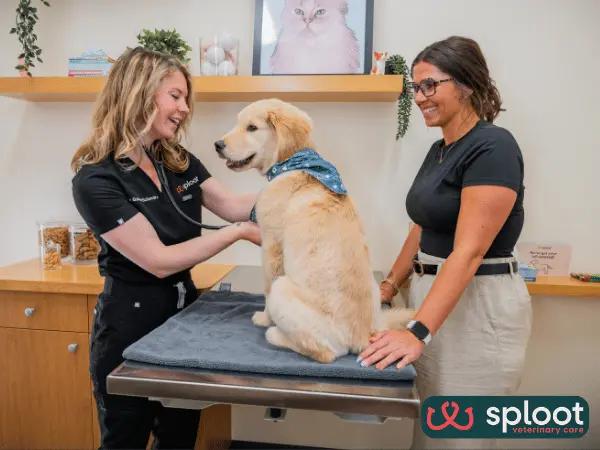 A photo of a veterinarian at Sploot Vets Denver calmly explaining and welcoming questions from pet parents in Colorado