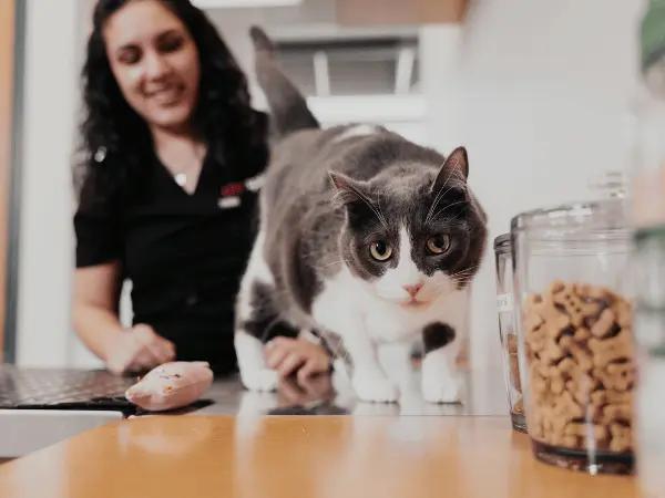 A cat walking beside a treat jar in Sploot Vets, a vet clinic in Chicago, Denver, and Colorado Springs, offering nutritional consultation among other services to help pet parents choose from the best cat food brands