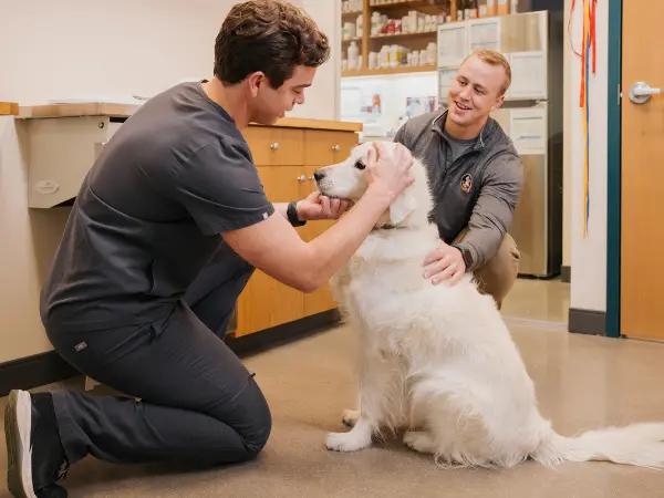 A photo of a dog brought to Sploot Vets, a vet clinic in Denver, Colorado Springs, and Chicago that provides treatment for canine diabetes, which can include prescribing the best dog food for diabetic dogs