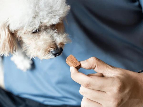 Close up of a pet parent giving their dog a tablet for heartworm prevention