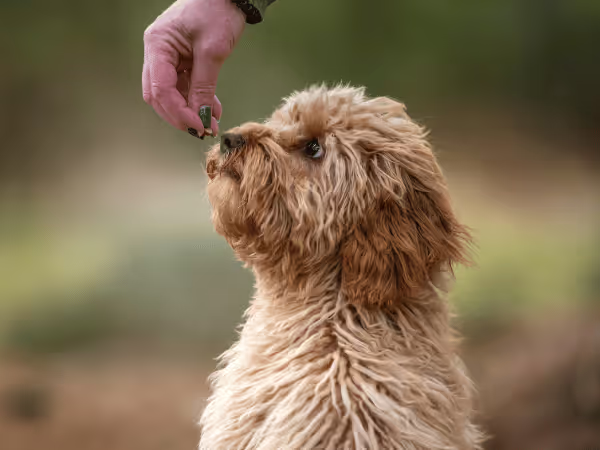 A puppy being given one of the best puppy training treats