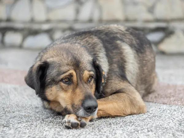 A photo of a sad dog, representing the symptoms of dog respiratory illness 2025