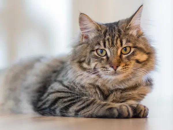 A cat that is resting and not interested in play, representing subtle signs that they need joint supplements for cats