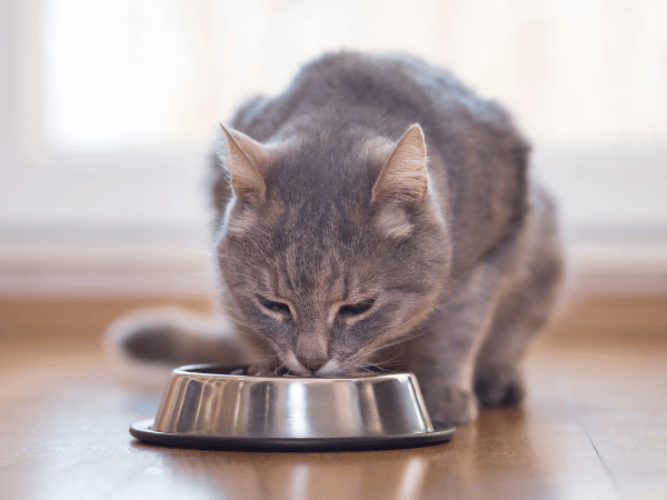 A cat eating, representing cat food allergies which are fairly common in cats and can be the reason why a cat shedding a lot