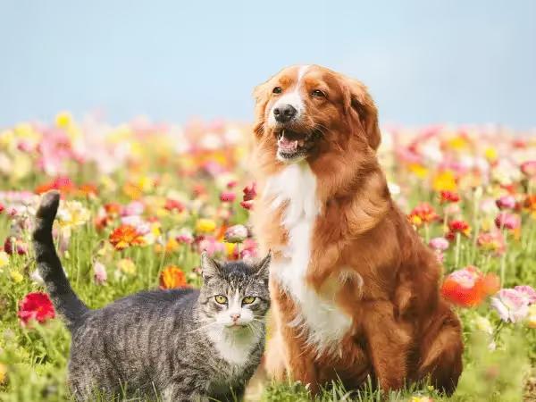 A dog and cat in front of a meadow of flowers, representing spring safety tips for pets
