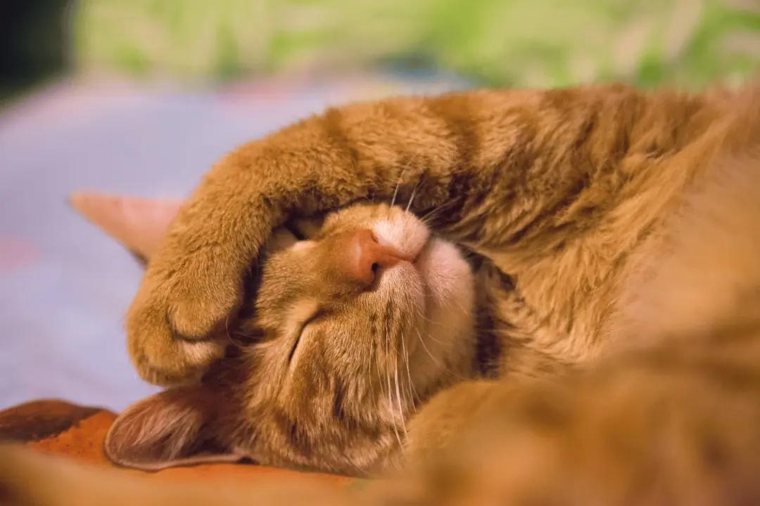 A sleeping ginger cat curled up.