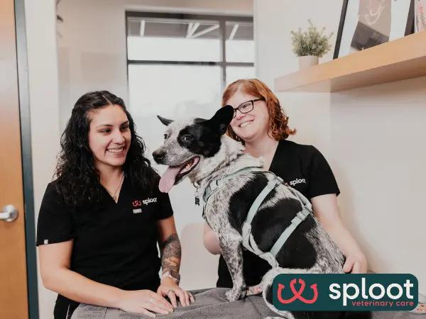 A photo of Sploot Veterinary Care, a full-service vet clinic in Denver, Colorado Springs, Chicago, and Salt Lake City that offers dog ear infection treatment