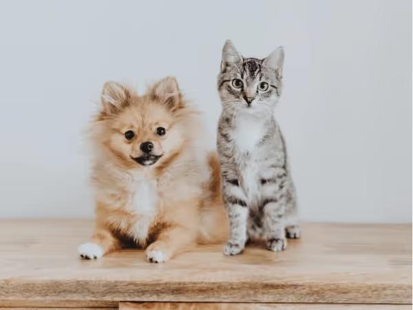 A dog and a cat side-by-side representing that both dogs and cats can get ringworm