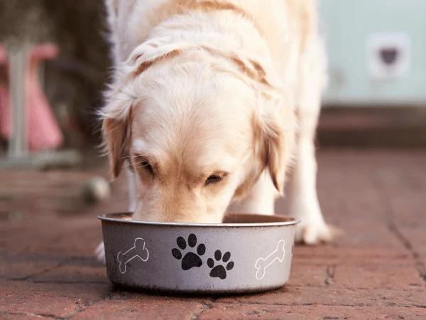 A dog consuming a healthy diet which helps in having healthy dog poop and regular bowel movement