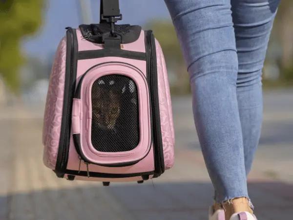 A cat inside a cat carrier, representing traveling with a cat over short distances like going to a vet