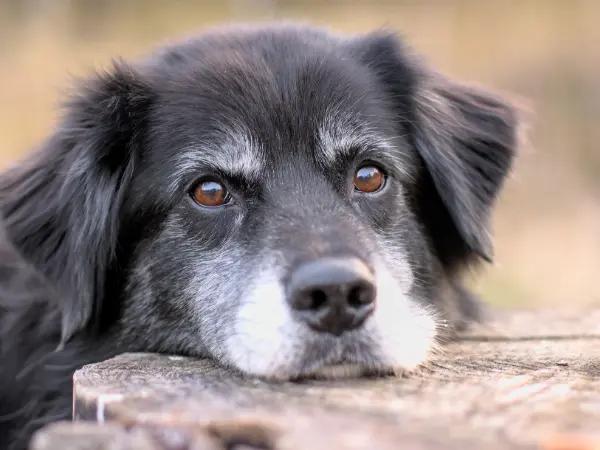 A close-up photo of a senior dog who has arthritis in dogs, requiring treatment or medications for canine arthritis