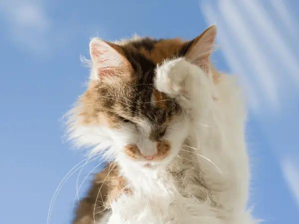 A cat scratching frequently, one of the signs of cat dry skin and cat dandruff, necessitating cat dry skin treatments