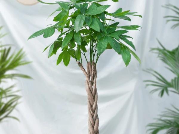 A money tree, one of the safe plants for cats