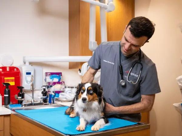 A dog brought to Sploot’s  pet urgent or emergency care clinic, which is needed when a dog is stung by a bee