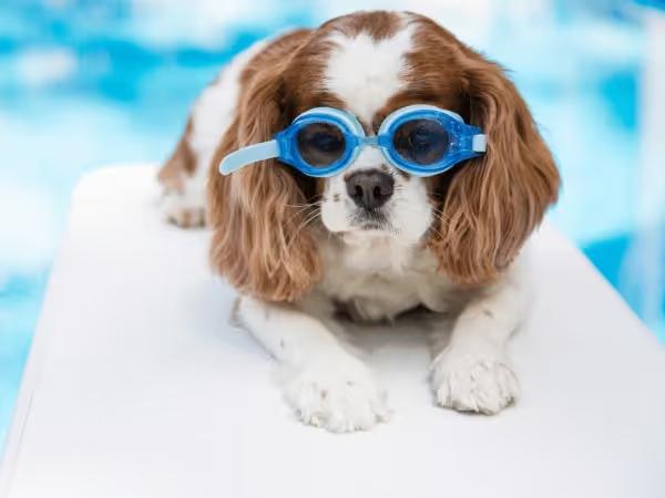 A small dog wearing goggles representing dog swimming pools near Chicago