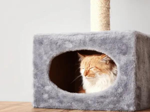A hiding cat, representing fireworks anxiety in cats