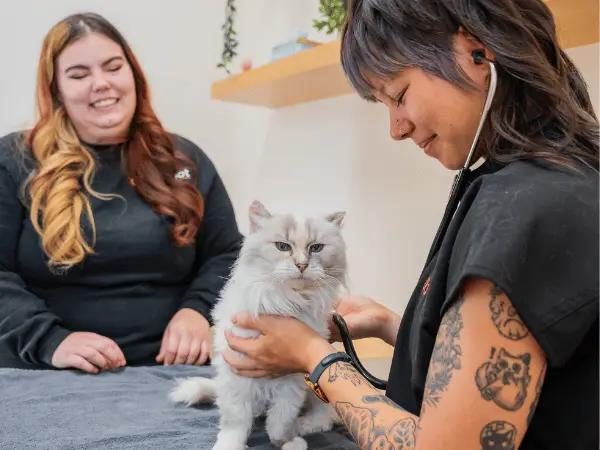 A cat getting prescribed heartworm prevention for cats at Sploot Vets, a trusted cat vet in Colorado Springs, Denver, & Chicago