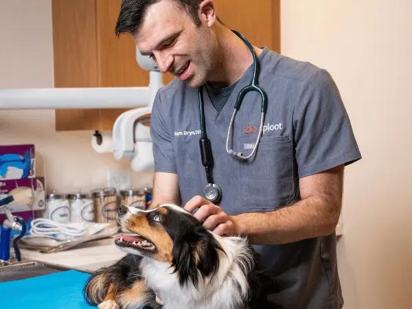 A dog brought to Sploot Veterinary Care, an emergency vet that treats pancreatitis in dogs in Denver and Chicago