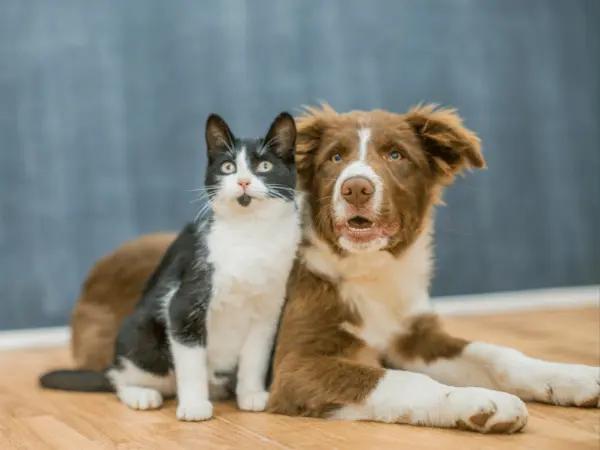 A dog and cat, representing how pet parents can save on dog care and cat care with the SplootPack™ pet care membership