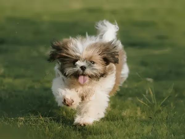 A puppy happily running, representing the experience of puppy adoption in Chicago