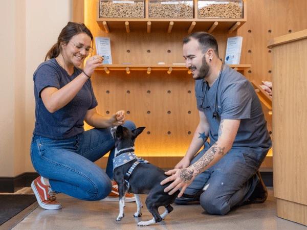 A dog visiting Sploot Veterinary Care in Denver or Chicago, a vet clinic that uses fear-free techniques - to represent that happy visits to the vet are crucial in the steps on how to bond with your dog