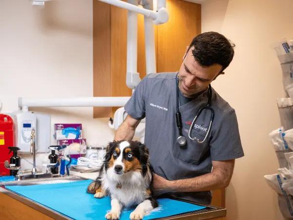 A dog getting a check-up at Sploot Veterinary Care, a provider of urgent pet care and emergency vet services in Denver and Chicago
