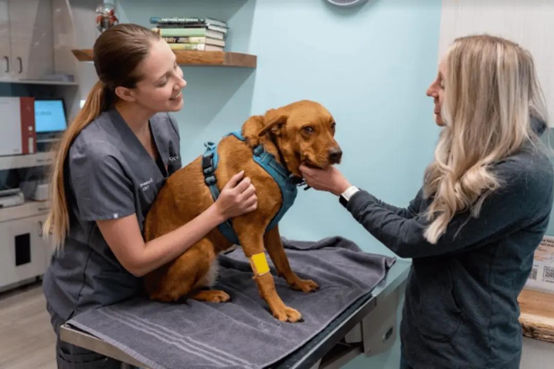 A vet checking up a dog with its fur mom beside them.