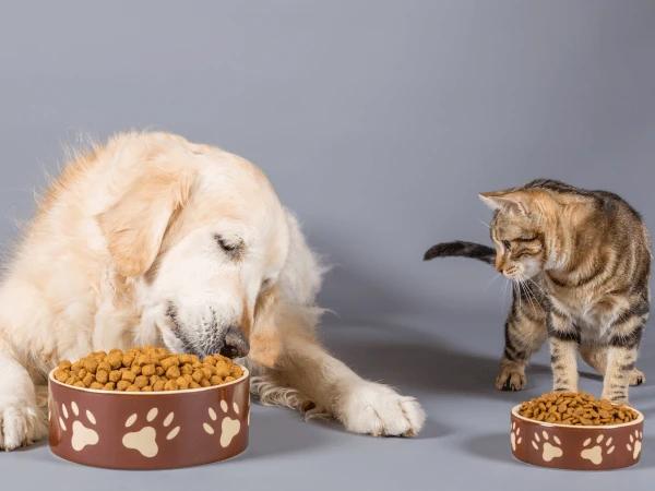 A dog and cat eating AAFCO-compliant pet food instead of homemade pet food