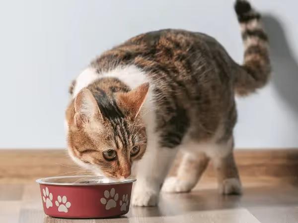 An older cat enjoying a bowl of healthy senior cat food, representing the best cat food for senior cats