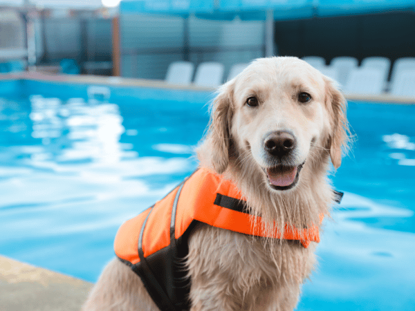 A photo of a dog beside a swimming pool, wearing a vest, representing dog swimming pool safety