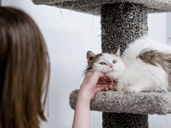 A cat exercising on a cat climbing post