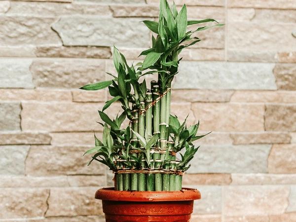 A photo of the lucky bamboo, a dracaena plant that is also one of the toxic plants for cats