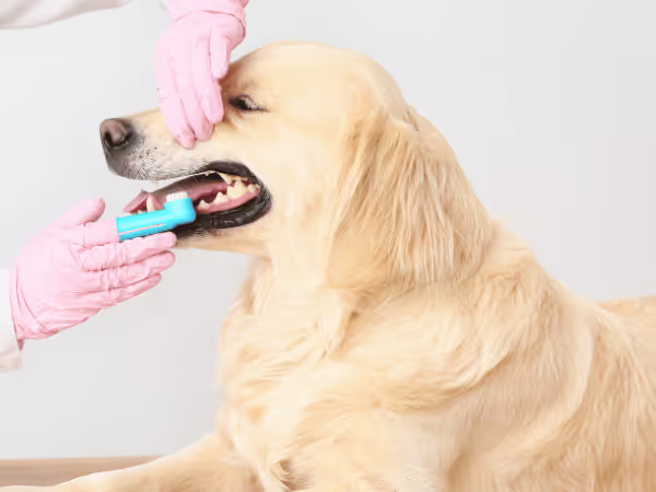 A dog getting their teeth brushed, an at-home dental care routine to avoid dog dental problems or dental disease in dogs