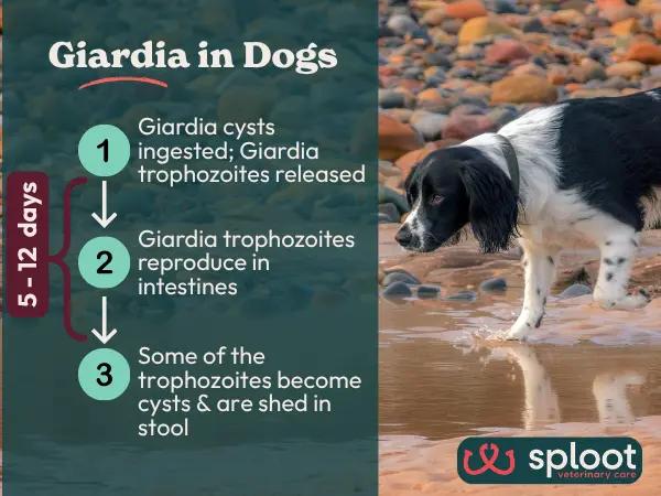 An infographic showing the 3 main stages of Giardia or Giardiasis  in dogs, including excystation, proliferation, and encystation