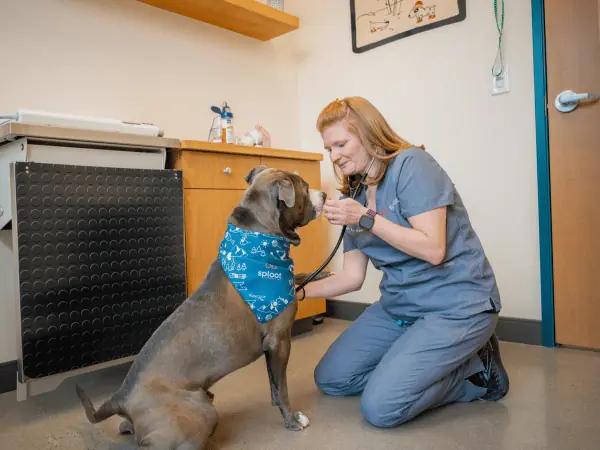 A veterinarian diagnosing a dog for allergies in Sploot Veterinary Care, a clinic with locations in Denver and Chicago